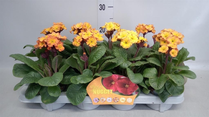 <h4>Primula elat. 'Gold Nugget'  ...mix</h4>