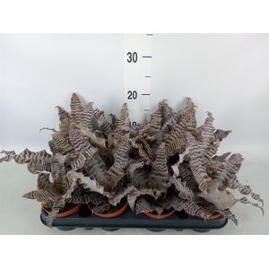 Cryptanthus zonatus