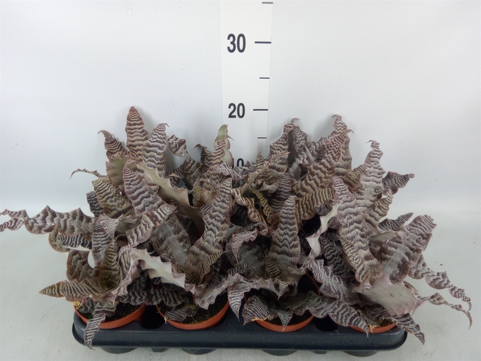 <h4>Cryptanthus zonatus</h4>