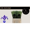 Iris Blue Magic