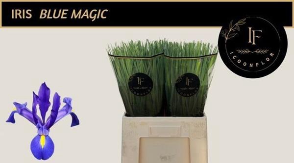 <h4>IRIS BLUE MAGIC</h4>