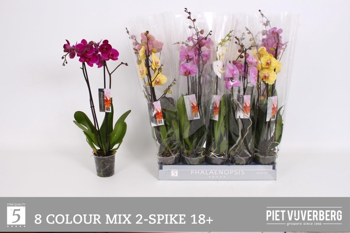 <h4>PHAL GEM 8 KL</h4>