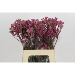 Anigozanthos Mini Pearl