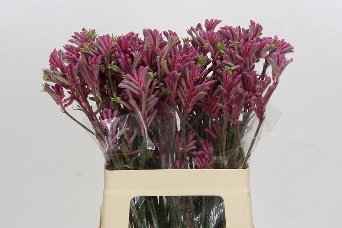 <h4>Anigozanthos Mini Pearl</h4>