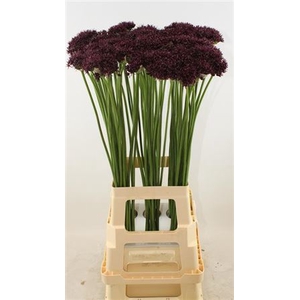 Allium Atropurpureum