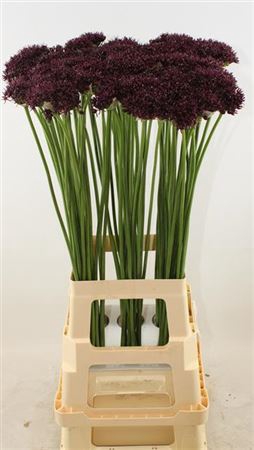 <h4>Allium Atropurpureum</h4>