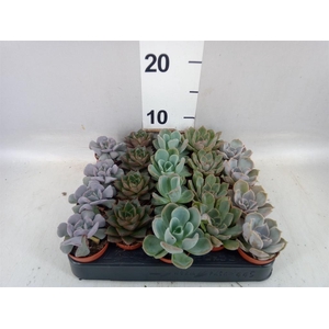 Echeveria   ...mix