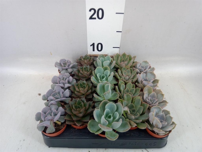 <h4>Echeveria   ...mix</h4>