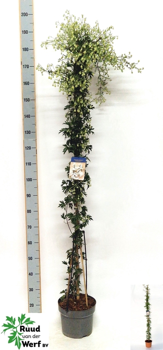 <h4>CLEM AVALANCHE</h4>