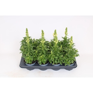 Antirrhinum majus overig