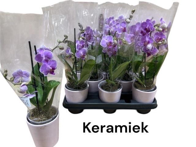 <h4>ARR PHAL MT</h4>