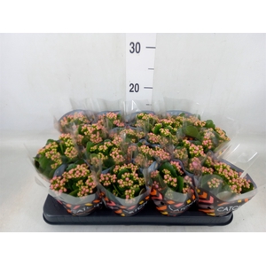 Kalanchoe blos. 'Calandiva Zeta'