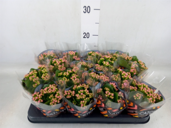 <h4>Kalanchoe blos. 'Calandiva Zeta'</h4>