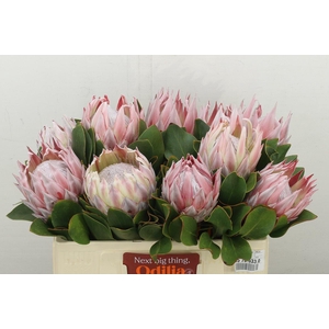 Protea Cynaroides