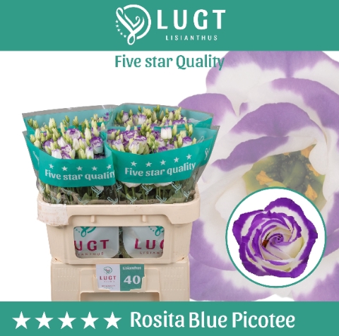 <h4>Lisianthus Rosita Blue Picotee</h4>