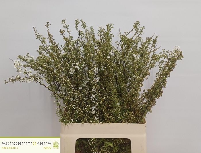 <h4>SPIR C GREFSHEIM</h4>