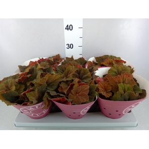 Begonia BD rex 'Beleaf Amber Love'