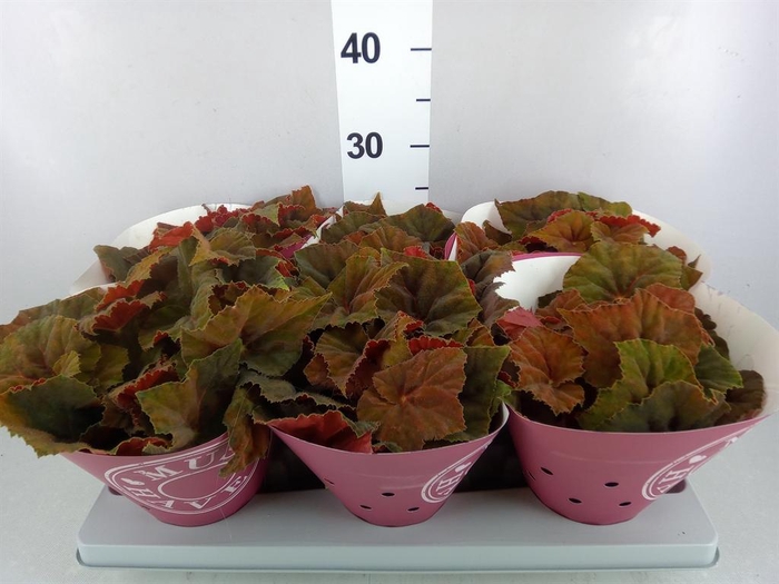 <h4>Begonia BD rex 'Beleaf Amber Love'</h4>