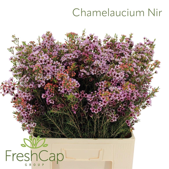 <h4>Chamelaucium Nir</h4>