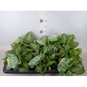 Episcia cupreata 'Minty Imp'