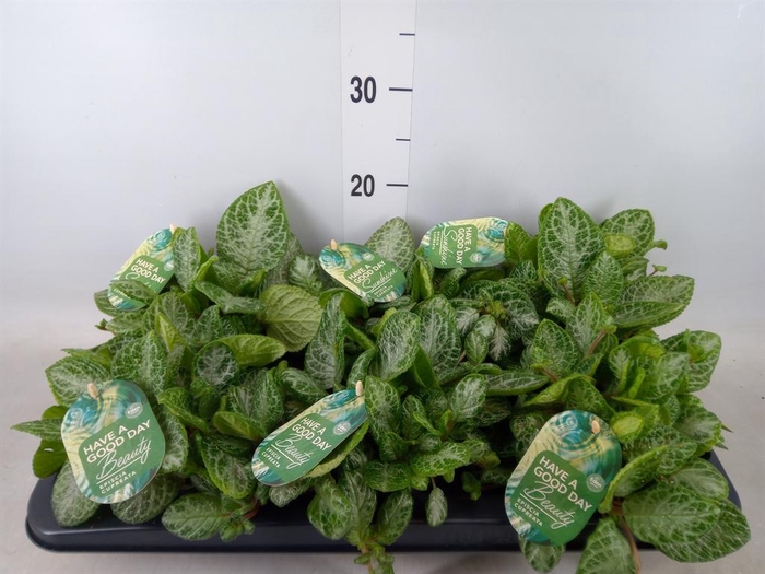 <h4>Episcia cupreata 'Minty Imp'</h4>