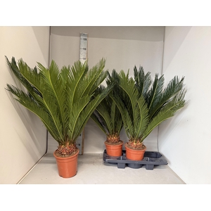 CYCAS REVOLUTA
