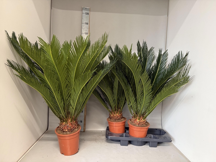 <h4>CYCAS REVOLUTA</h4>