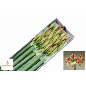 Hippeastrum Ambiance