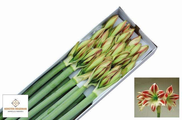 <h4>Hippeastrum Ambiance</h4>