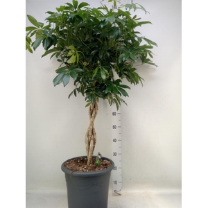 Ficus benghalensis 'Audrey'