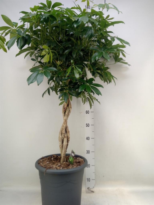 <h4>Ficus benghalensis 'Audrey'</h4>