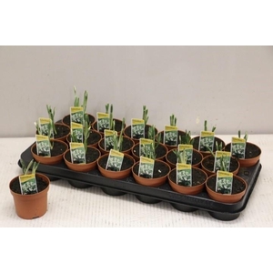 GALANTHUS NIV IN POT