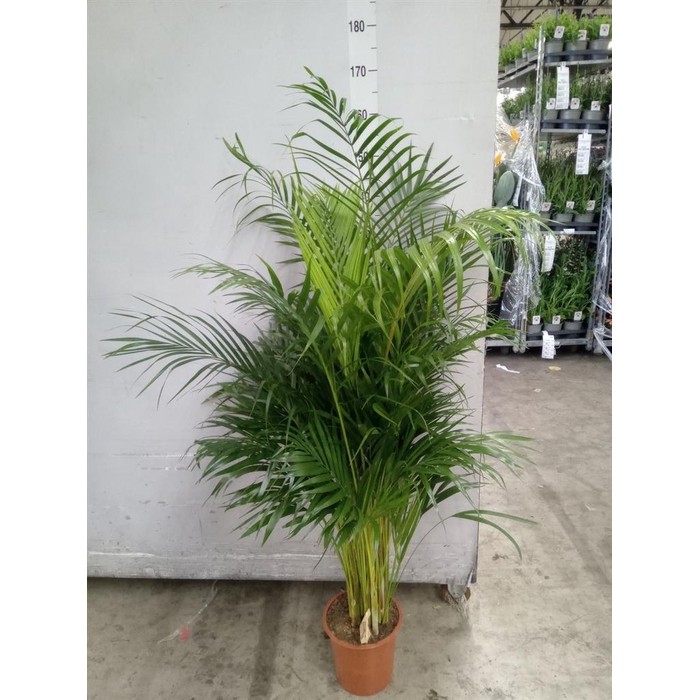 <h4>Dypsis lutescens   ...Chrysalidoca</h4>