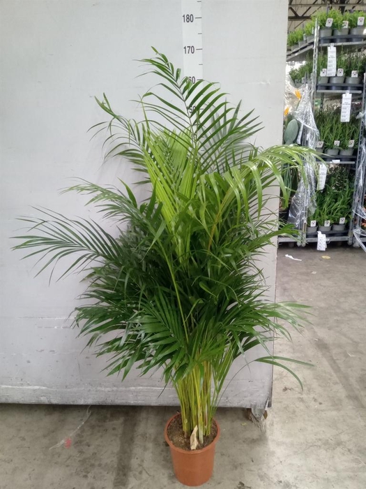 Dypsis lutescens   ...Chrysalidoca