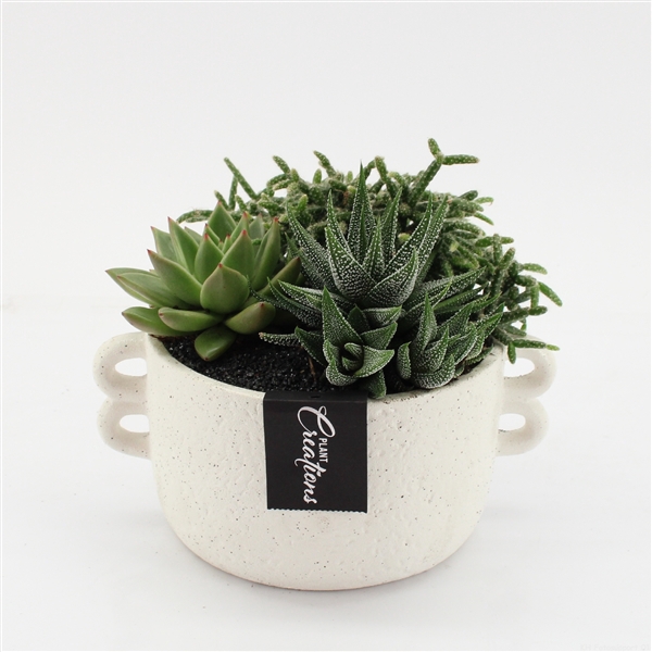 <h4>GRCR-2561 Green Essentials</h4>