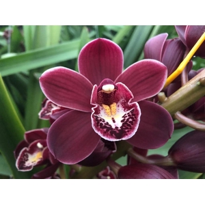 CYMB MI MADELON Leekade X4.