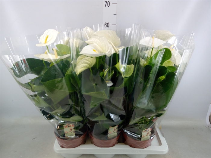 <h4>Anthurium andr. 'Alpine'</h4>