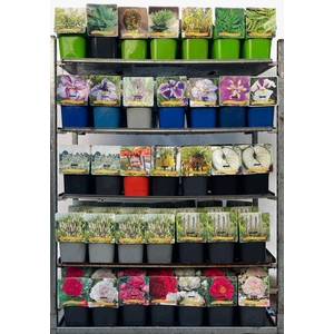 Vaste planten gemengd 4 soorten