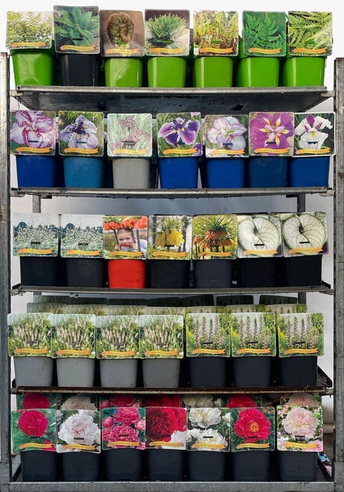 <h4>Vaste planten gemengd 4 soorten</h4>