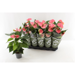 ANTHU AN SWEET DREAM