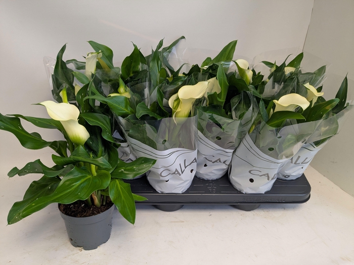 <h4>ZANT CAPT FRESCO</h4>