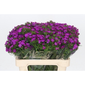 Dianthus Br Amazon Neon Purple