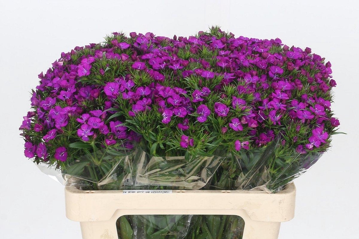 <h4>Dianthus Br Amazon Neon Purple</h4>