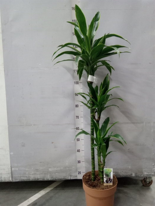 <h4>Dracaena frag.   ...</h4>