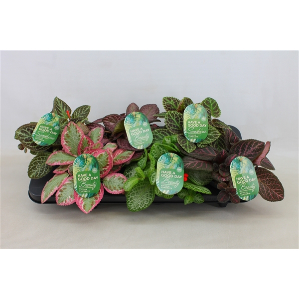 <h4>Episcia cupreata gemengd 12cm</h4>