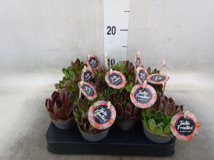 <h4>Sempervivum   ...</h4>