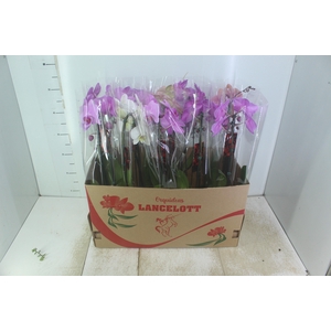 PHALAENOPSIS CASCATA P12