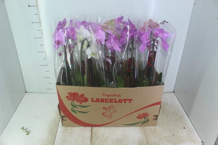 <h4>PHALAENOPSIS CASCATA P12</h4>
