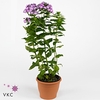 PHLOX P PURPLE EYE F