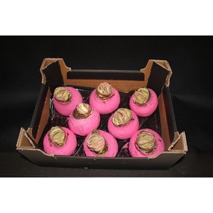 Amaryllis Topl Pink Rose